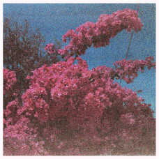Elisabeth Klinck - Picture A Frame
