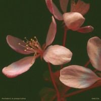 Pachakuti / Young.vishnu - Semilla